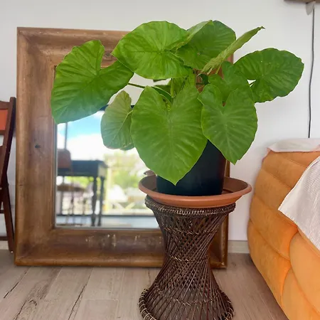 Papaya