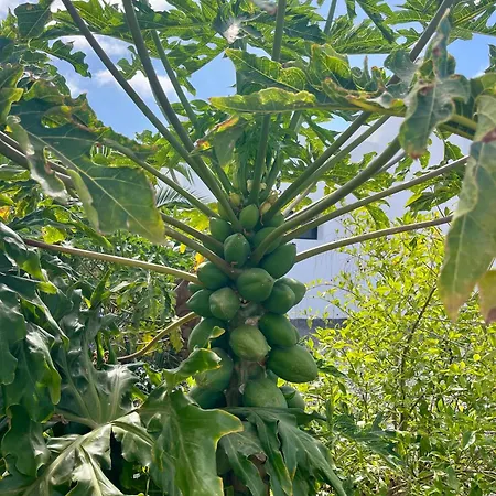 Papaya Lajares