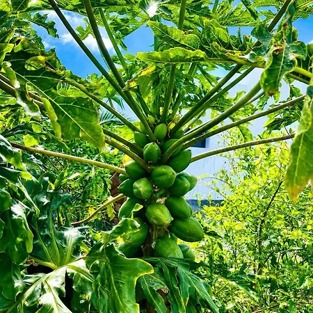 Papaya Дом отдыха Лахарес